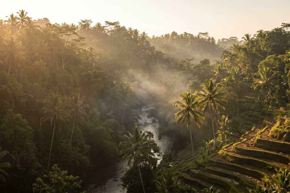 Illustration of a misty jungle river valley at golden hour